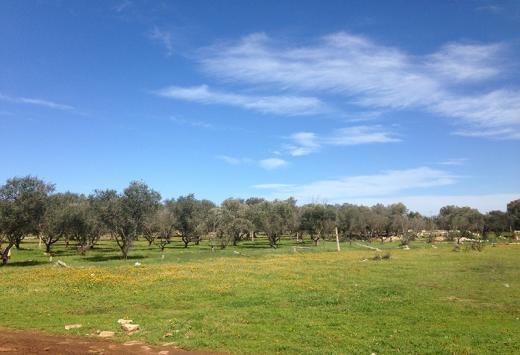 Terreno agricolo are 89,60 - Terreni Agricoli Copertino